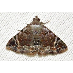 /filer/webapps/moths/media/images/A/anticalis_Metachrostis_A_Braun_02.jpg