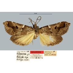 /filer/webapps/moths/media/images/H/helcida_Rhaesena_HT_MNHN.jpg