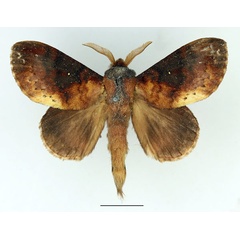 /filer/webapps/moths/media/images/A/audea_Mallocampa_AM_Basquin_03.jpg