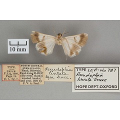 /filer/webapps/moths/media/images/L/lineata_Pseudophia_HT_OUMNH_02.jpg