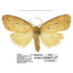 /filer/webapps/moths/media/images/C/coronaria_Spatulosia_AM_ANHRT_04.jpg