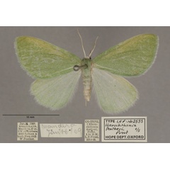 /filer/webapps/moths/media/images/F/featheri_Hierochthonia_PTF_OUMNHa_02.jpg