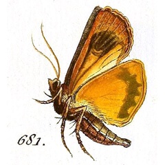 /filer/webapps/moths/media/images/C/connuba_Noctua_Hubner_681.jpg