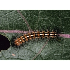 /filer/webapps/moths/media/images/F/flava_Saenura_C_Roland_01.jpg