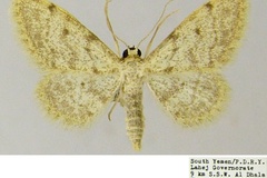 Idaea hathor
