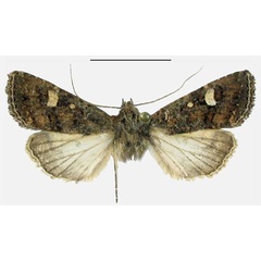 /filer/webapps/moths/media/images/A/albirenalis_Apospasta_AM_Behounek.jpg