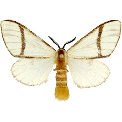 /filer/webapps/moths/media/images/C/carteri_Epanaphe_AM_MCJM.jpg