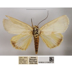 /filer/webapps/moths/media/images/I/immaculata_Westermannia_AF_NHMUK.jpg