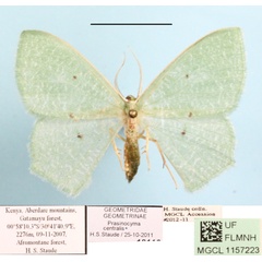 /filer/webapps/moths/media/images/C/centralis_Prasinocyma_A_MGCLa_01.JPG
