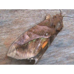 /filer/webapps/moths/media/images/D/divitiosa_Eudocima_A_Guyonnet.jpg