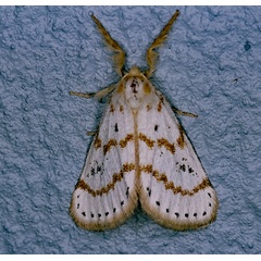/filer/webapps/moths/media/images/P/pulverea_Lacipa_A_Roland_01.jpg