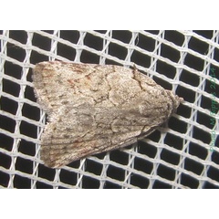 /filer/webapps/moths/media/images/V/virgulana_Pardasena_A_Bippus.jpg