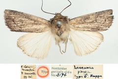 Leucania phaea