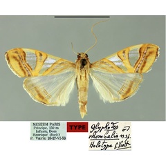 /filer/webapps/moths/media/images/R/rhombalis_Glyphodes_HT_MNHN.jpg