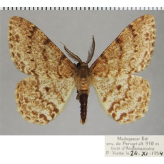 /filer/webapps/moths/media/images/I/idiochroa_Hypomecis_AM_ZSMa.jpg