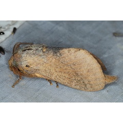 /filer/webapps/moths/media/images/O/obscurum_Eutricha_A_Heyns_01.JPG