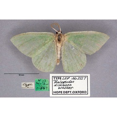 /filer/webapps/moths/media/images/D/dimensa_Thalassodes_HT_OUMNH_01.jpg