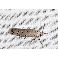 /filer/webapps/moths/media/images/A/ampanella_Ethmia_A_Braun_06.jpg