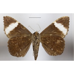 /filer/webapps/moths/media/images/V/versicolor_Tolna_A_MGCLb.JPG