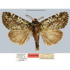 /filer/webapps/moths/media/images/C/cadoreli_Mpanjaka_HT_MNHN.jpg