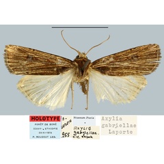 /filer/webapps/moths/media/images/G/gabriellae_Axylia_HT_MNHN.jpg