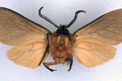 Metarctia collocalia collocalia