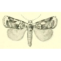 /filer/webapps/moths/media/images/P/problematica_Hermonassoides_HT_Strand1915.jpg