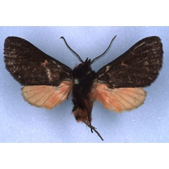 /filer/webapps/moths/media/images/I/insignis_Metarctia_HT_RMCA_03.jpg