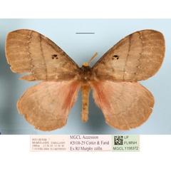 /filer/webapps/moths/media/images/R/rhodoptera_Rhodopteriana_A_MGCLa_02.jpg