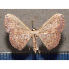 /filer/webapps/moths/media/images/C/caesaria_Scopula_A_Goff_02.jpg