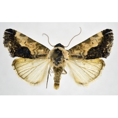 /filer/webapps/moths/media/images/C/carnescens_Acontia_AM_NHMO.jpg