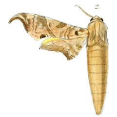 /filer/webapps/moths/media/images/H/hamatus_Smerinthus_HT_Dewitz_2-2.jpg