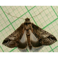 /filer/webapps/moths/media/images/D/diplogramma_Risoba_A_Sydes_01.jpg