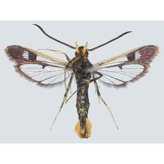 /filer/webapps/moths/media/images/D/darkovi_Jerbeia_PT_COGMb.jpg