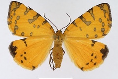Veniliodes pantheraria