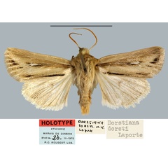 /filer/webapps/moths/media/images/D/dorsti_Dorstiana_HT_MNHN.jpg