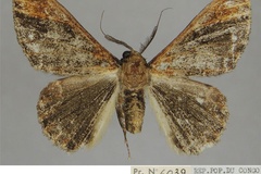 Colocleora spuria