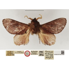 /filer/webapps/moths/media/images/P/plinthochroa_Pseudometa_HT_NHMUK.jpg