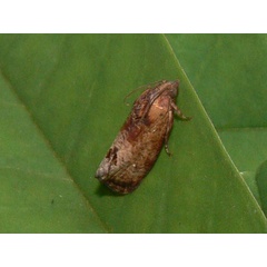 /filer/webapps/moths/media/images/P/peltastica_Cryptophlebia_A_Goff_04.jpg