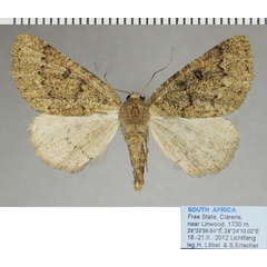 /filer/webapps/moths/media/images/P/perplexata_Aethiopodes_AF_ZSM.jpg