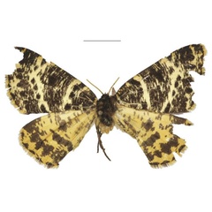 /filer/webapps/moths/media/images/A/arichannaria_Rhodophthitus_PTF_NHMUK.jpg