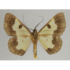 /filer/webapps/moths/media/images/D/deformata_Zamarada_AM_ZSMb.jpg