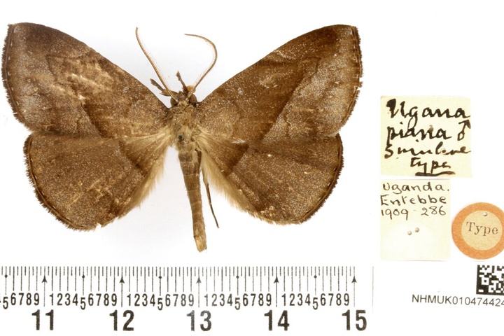/filer/webapps/moths/media/images/P/piana_Ugana_HT_BMNH.jpg