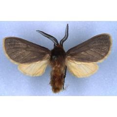 /filer/webapps/moths/media/images/F/fontainei_Metarctia_HT_RMCA_03.jpg