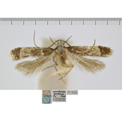 /filer/webapps/moths/media/images/A/aestuosa_Cymatoplicella_STM_NHMUK.jpg
