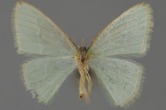 Comostolopsis simplex simplex