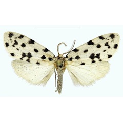 /filer/webapps/moths/media/images/B/bezborodovi_Siccia_HT_RMBH.jpg