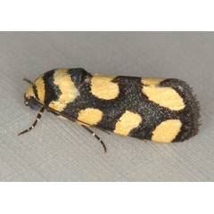 /filer/webapps/moths/media/images/G/guttifera_Emmelia_F_Heyns_01.jpg