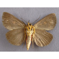 /filer/webapps/moths/media/images/Z/zambesita_Calesia_A_Baron_02.jpg