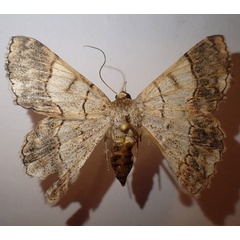 /filer/webapps/moths/media/images/G/grandidieri_Pingasa_AF_Bippus.jpg
